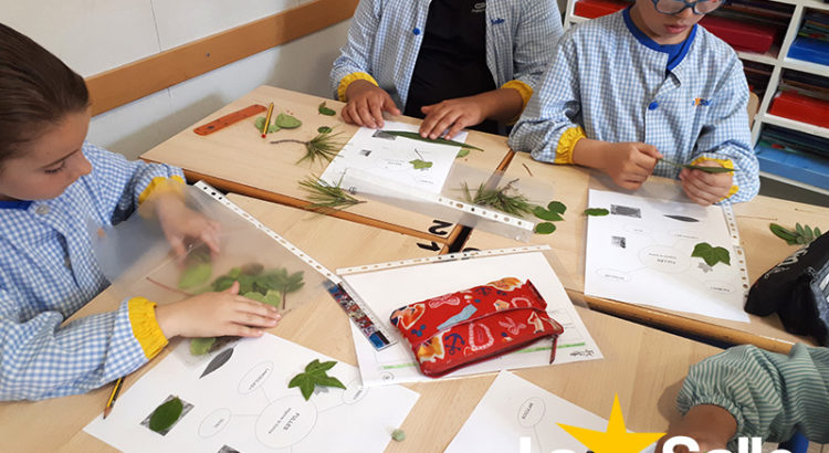 Projecte de les plantes de 2n EP Projecte de les plantes de 2n EP